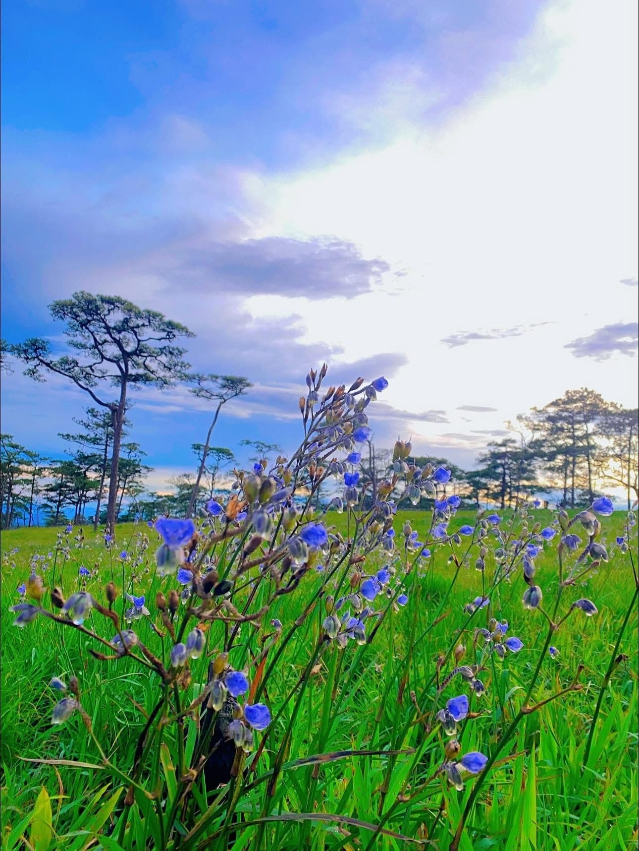 ภูสอยดาว (ยอด2102) รูปที่ 4