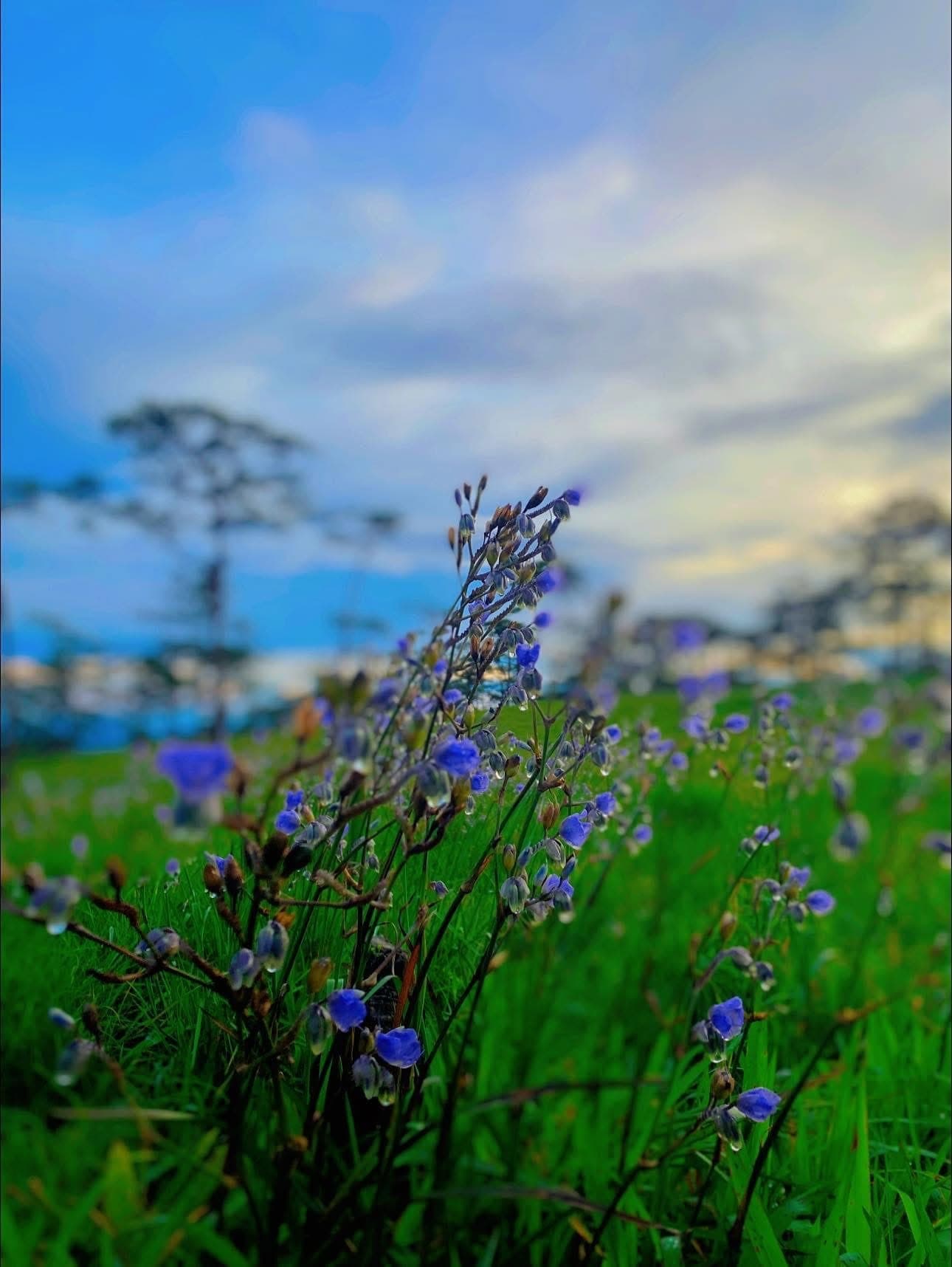 ภูสอยดาว (ยอด2102) รูปที่ 8