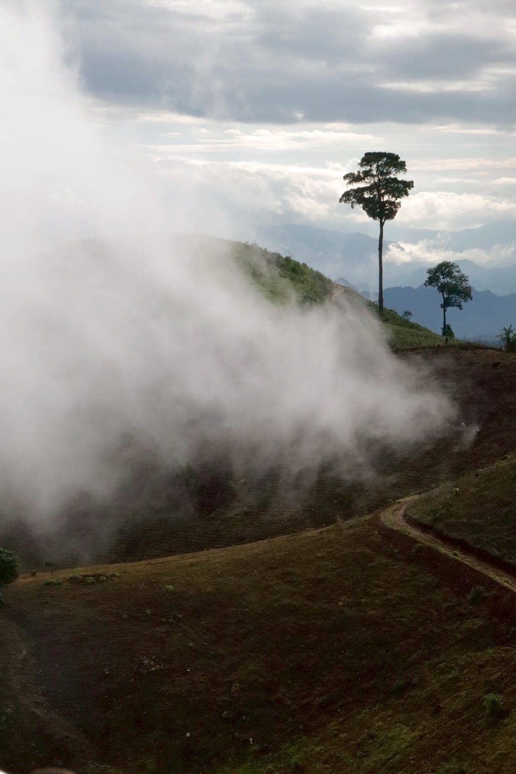 ทริปตะพิโจ-บือบอลู่ 2 วัน 1 คืน | ป่าฉ่ำ Lush Forest