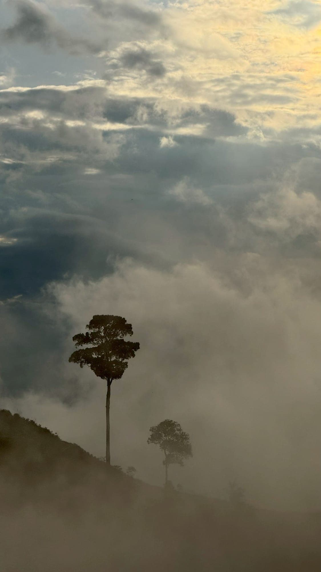 ทริปตะพิโจ-บือบอลู่ 2 วัน 1 คืน | ป่าฉ่ำ Lush Forest